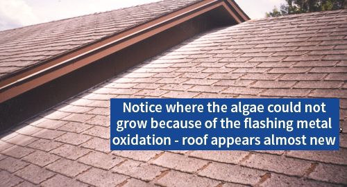 Algae on roof shingles