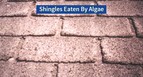 Shingles being eaten by algae
